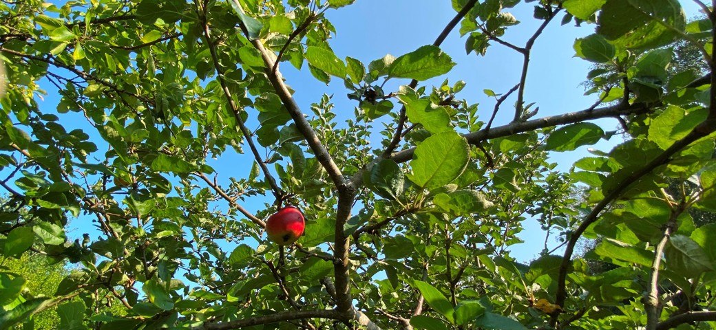 Rød frugt på et træ