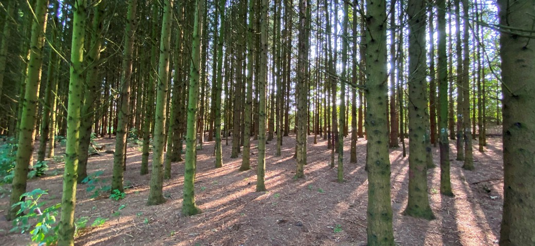Mange tynde og høje træer i en skov